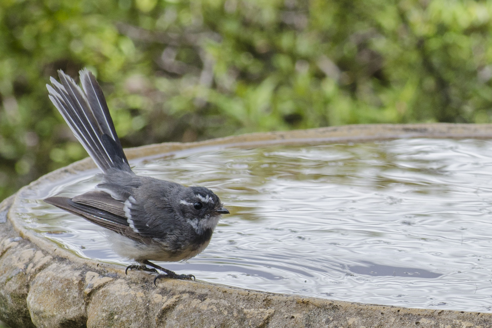 australia-s-bathing-birdies-atlas-of-living-australia