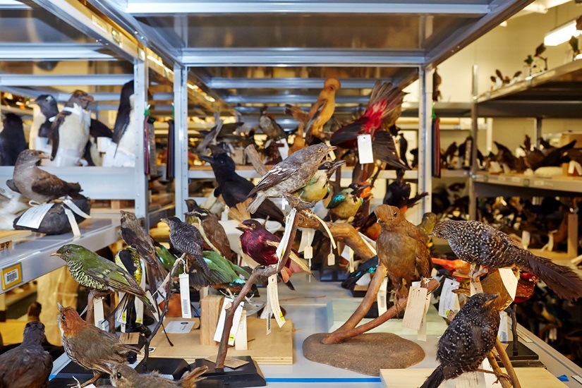 Bird mounts in one of Museum Victoria’s Ornithology collection stores. Photographer: Benjamin Healley / Copyright Museum Victoria CC BY-NC