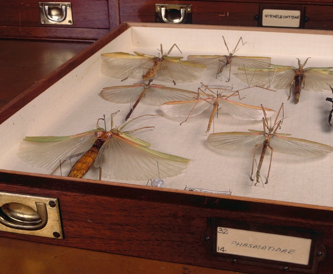 Stick Insect specimens in the Museum Victoria Entomology collection. Photographer: John Broomfield / Copyright Museum Victoria CC BY