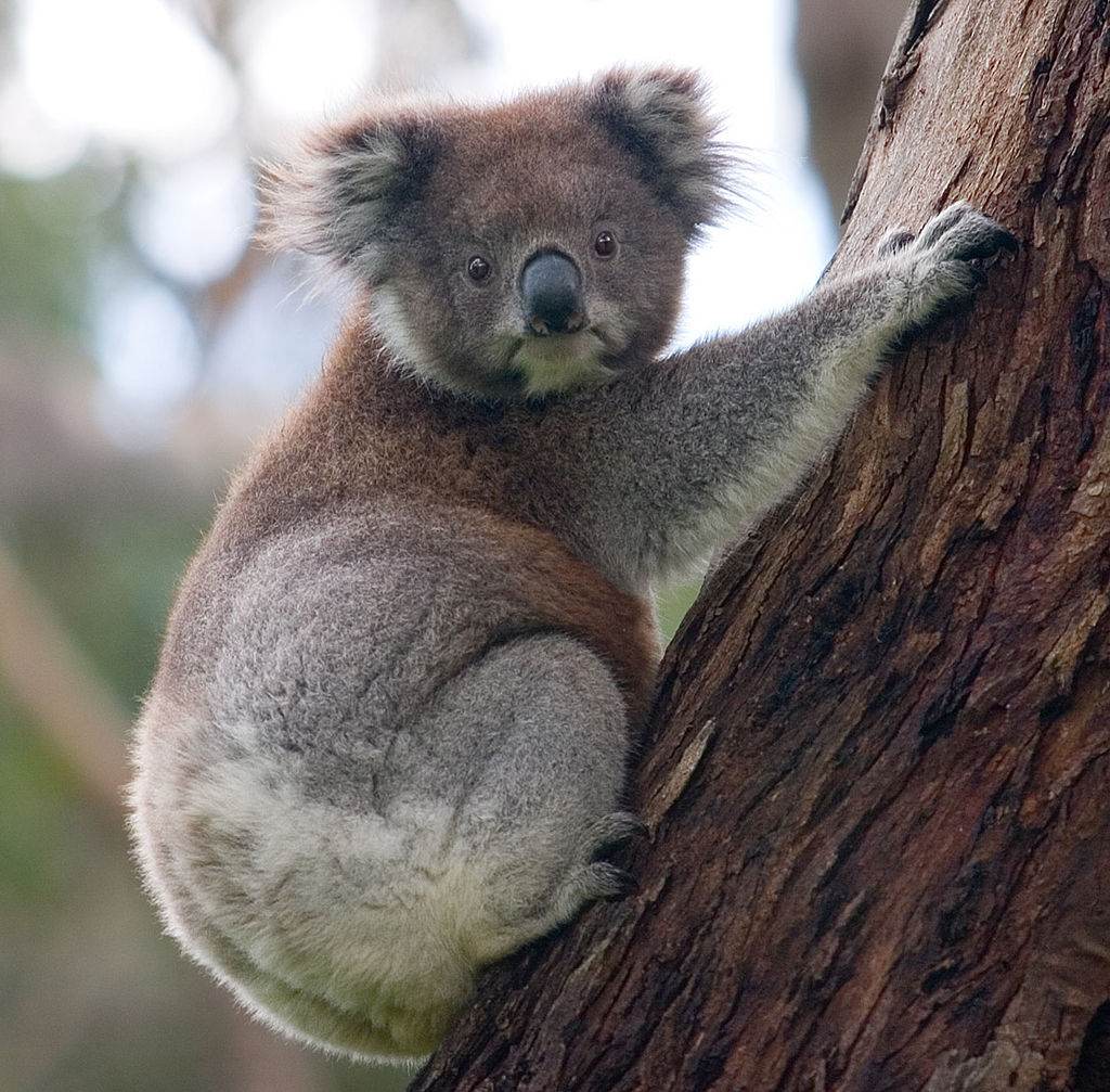 Counting Koalas For Conservation Atlas Of Living Australia