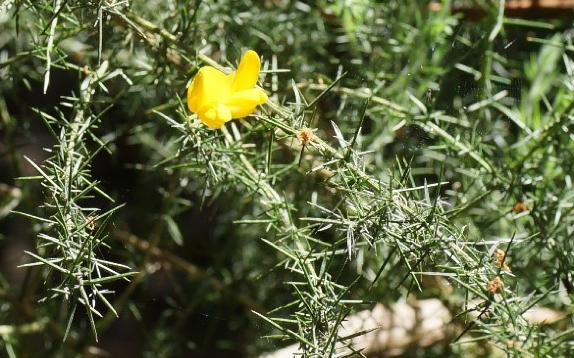 Victorian Gorse Taskforce: fighting one of Australia