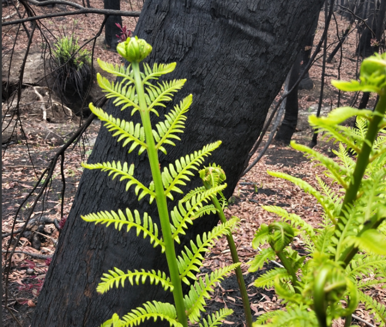 Green fern in front of burnt tree