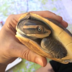 Diving Into Indigenous Biocultural Knowledge Of Freshwater Turtles In 