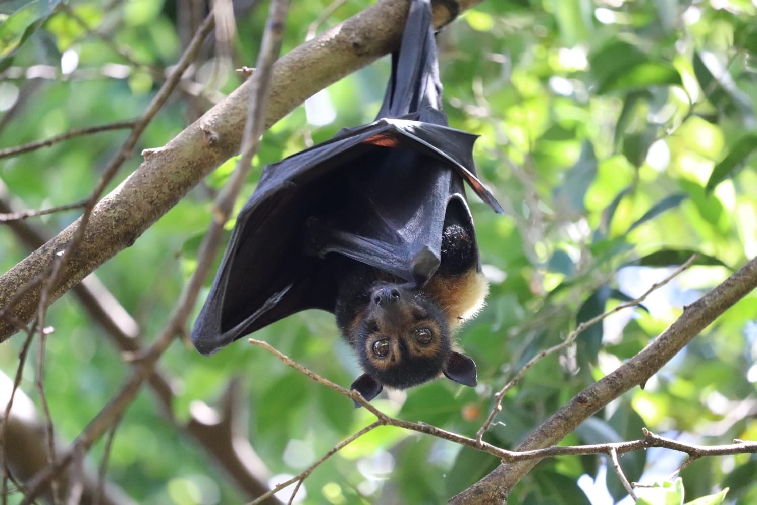 Spooky Species – Atlas of Living Australia