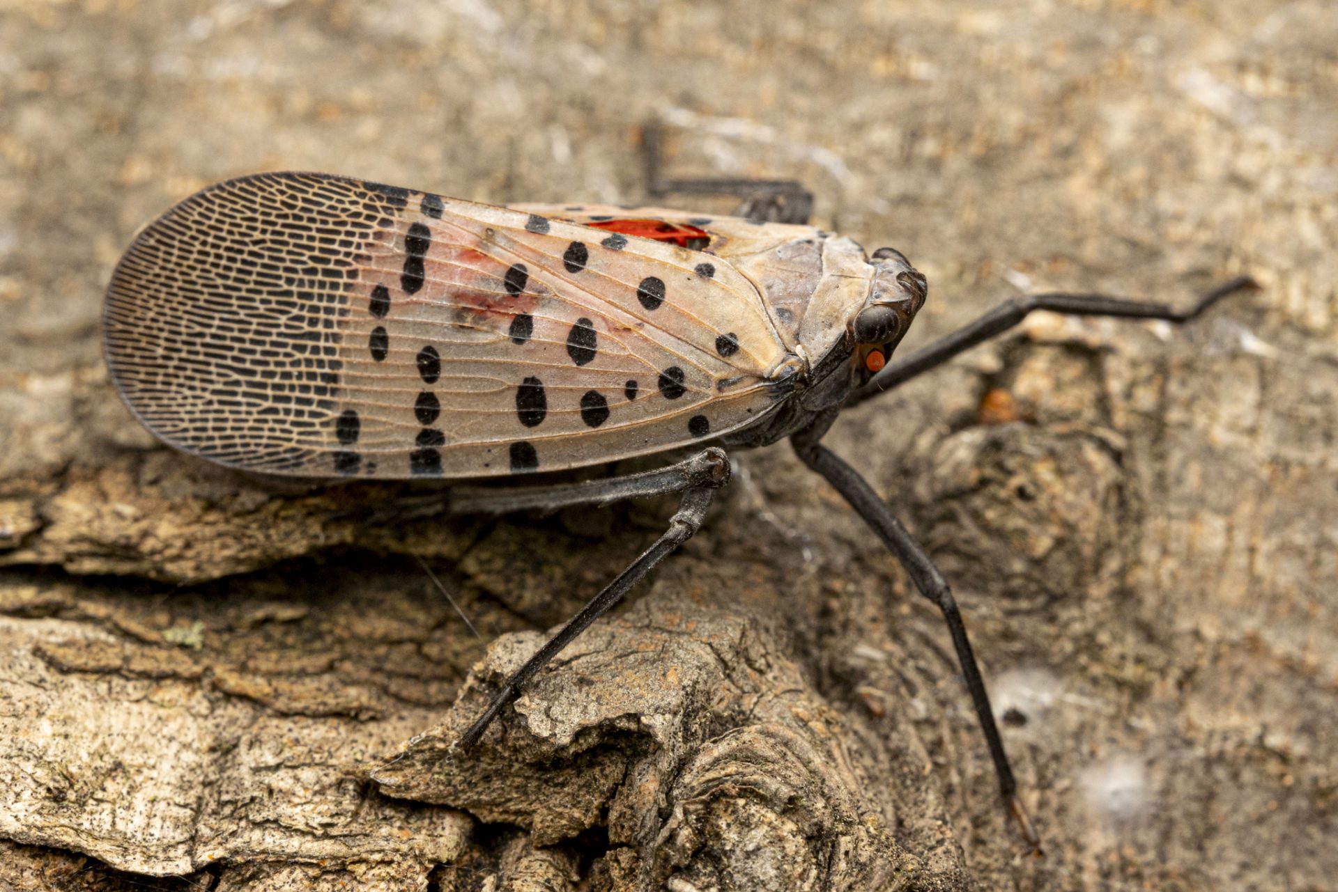 Australia’s most unwanted: Tackling invasives with The ALA Biosecurity ...