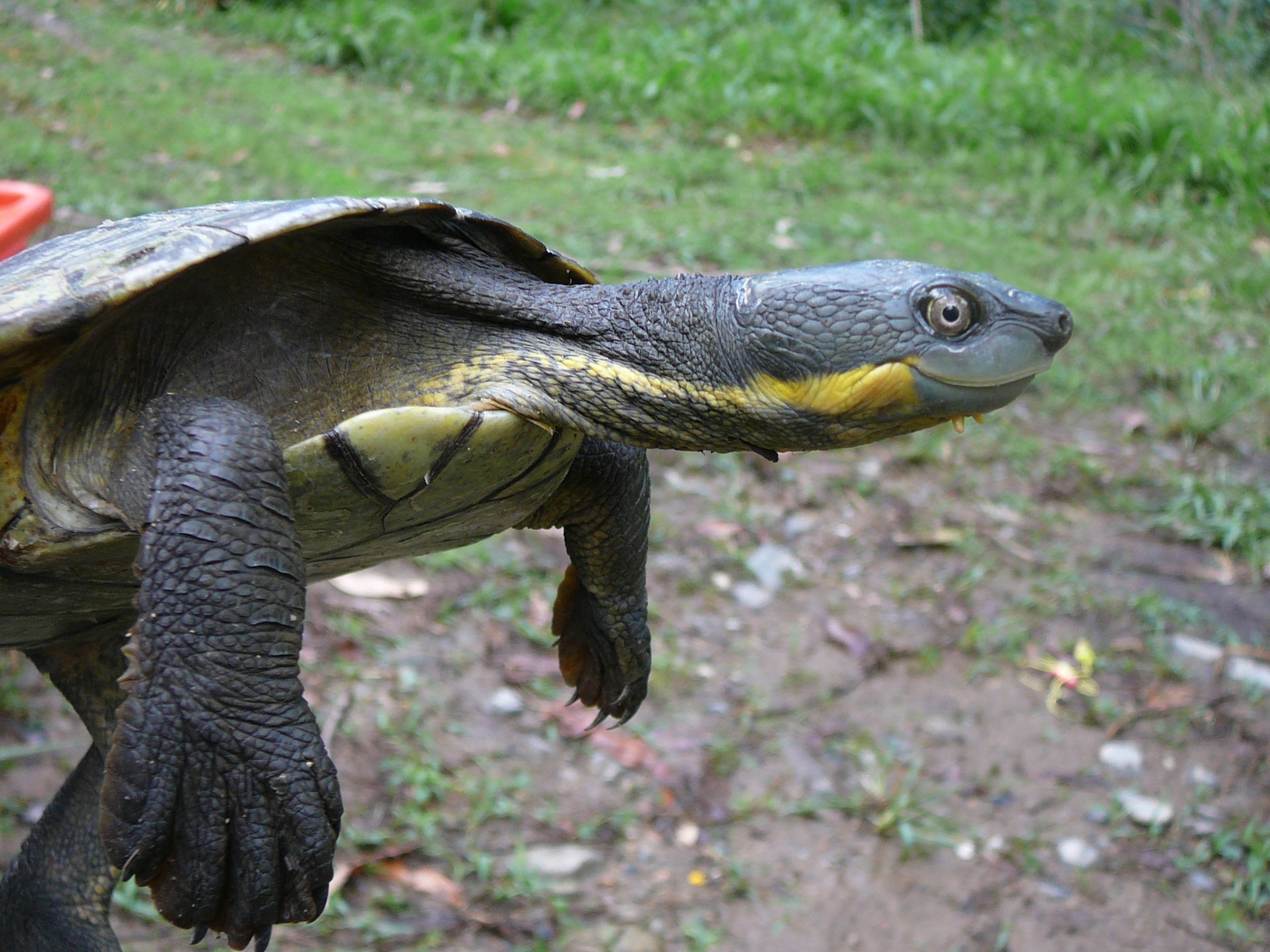 Shell Yeah! Citizen Science Saves Turtles with the 1 Million Turtles ...