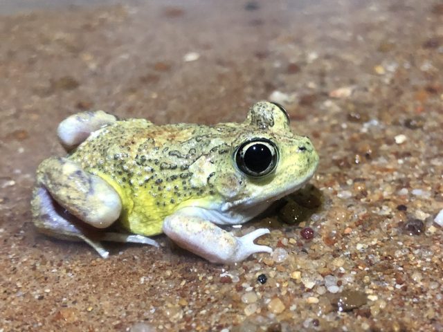 Humming Frog (Neobatrachus pelobatoides)
