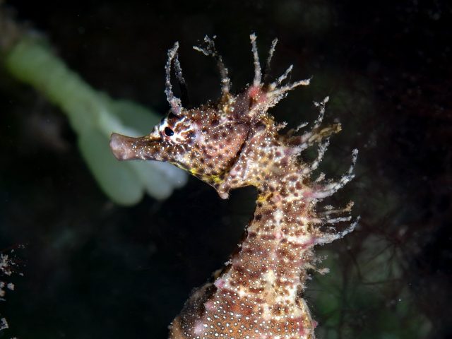 Shorthead Seahorse (Hippocampus breviceps)