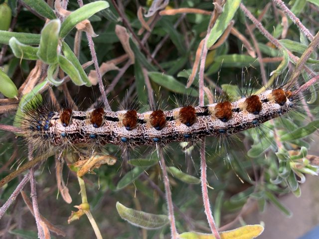 Moth (Aglaosoma variegata)