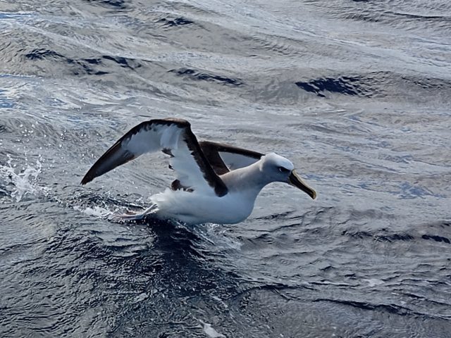 Buller's Albatross (Thalassarche bulleri)