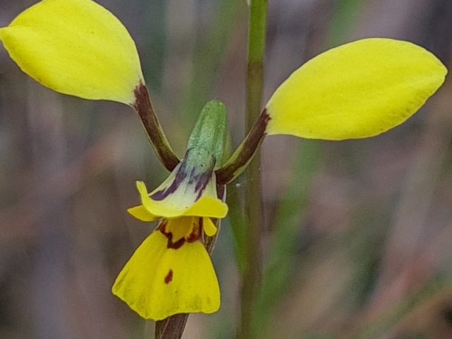 Newcastle Doubletail (Diuris praecox)