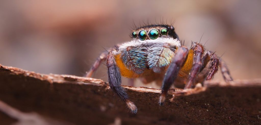 close up view of a spider, four eyes are visible and they are very shiny and reflective