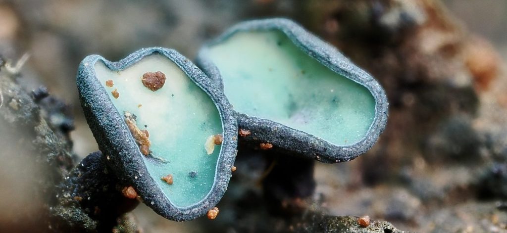 two mushrooms with shimmery turquoise tops