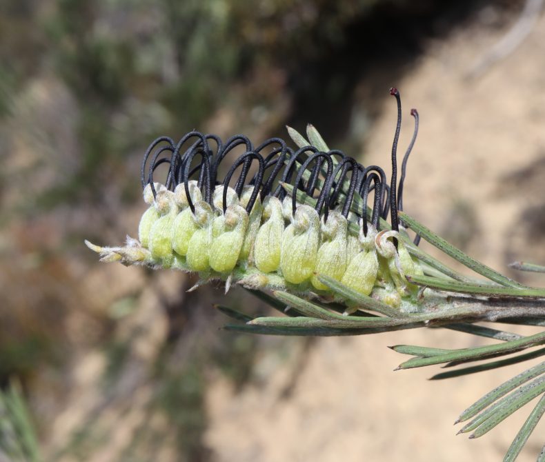 close up view of brushlike grevillea flowers