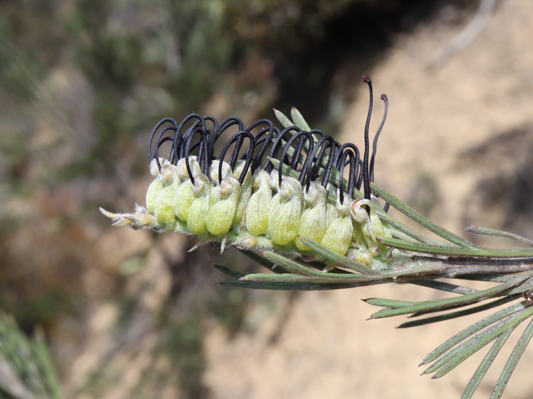 close up view of brushlike grevillea flowers