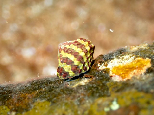 Common Periwinkle (Austrocochlea porcata)