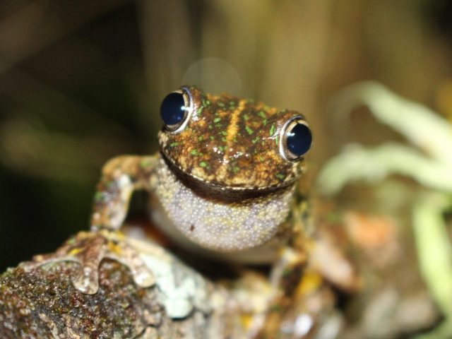 Peron's Tree Frog (Litoria peronii)