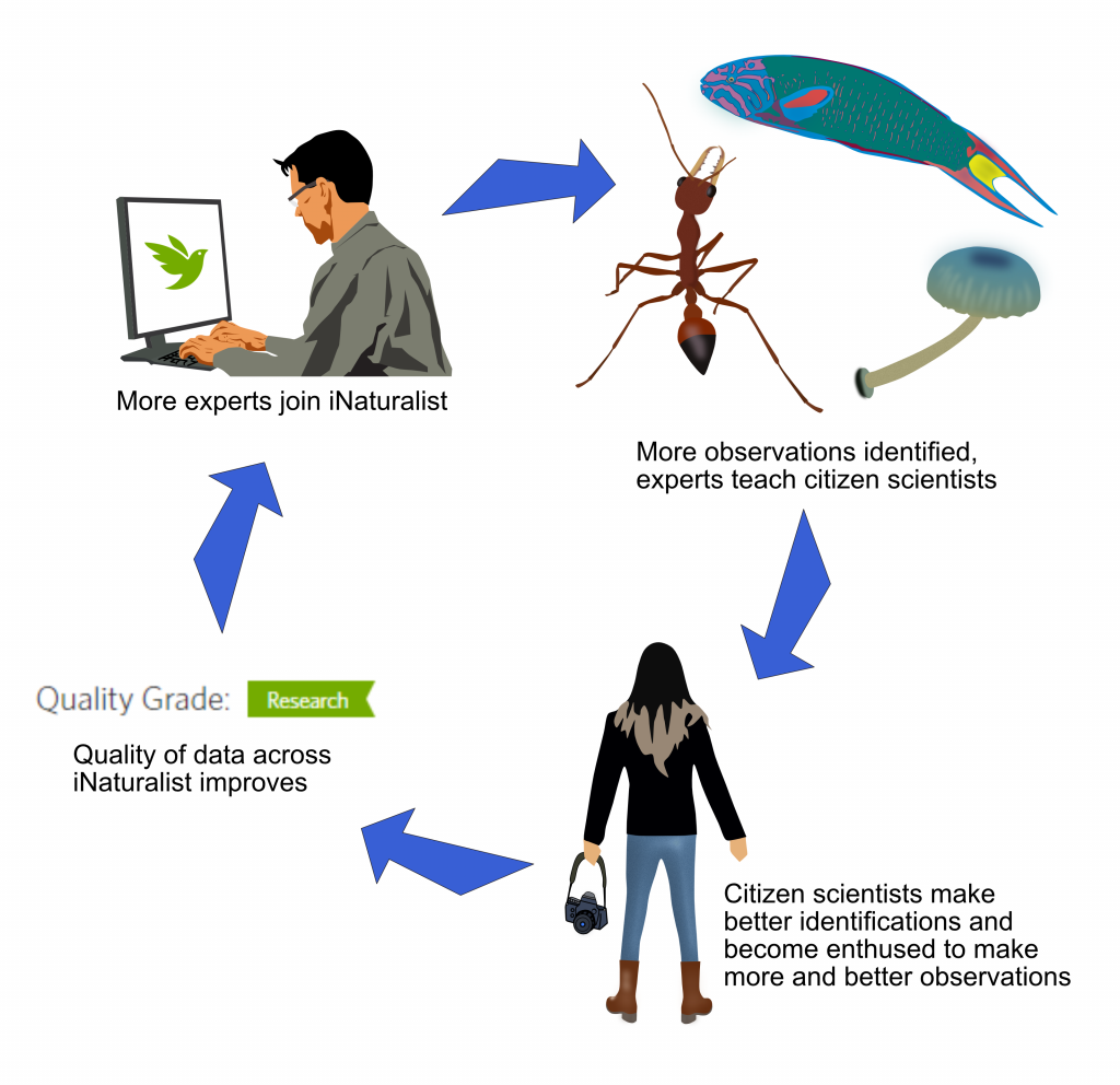 Diagram showing a cycle: citizen scientists make better identifications and become enthused to make more and better observations, leading to quality of data across iNaturalist improving, leading to more experts joining iNaturalist, leading to more observations being identified and experts teaching citizen scientists, leading back to citizen scientists making more and better identifications