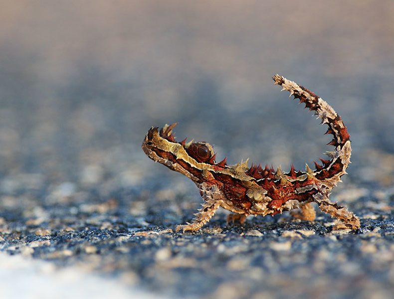 An image of a thorny devil lizard.