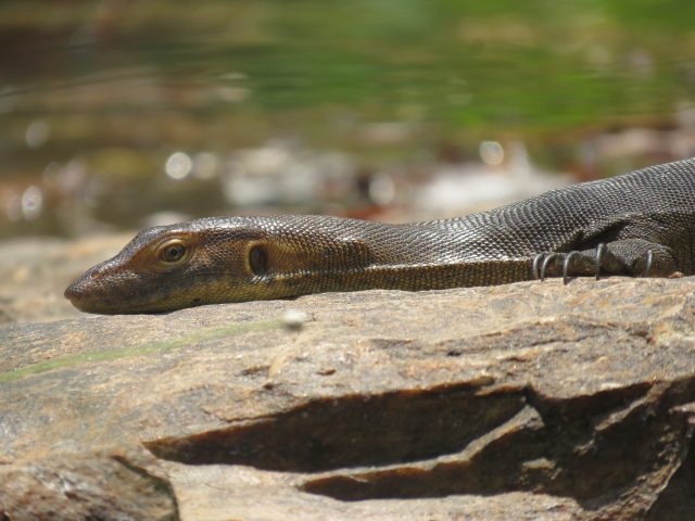 Mertens' Water Monitor (Varanus mertensi)