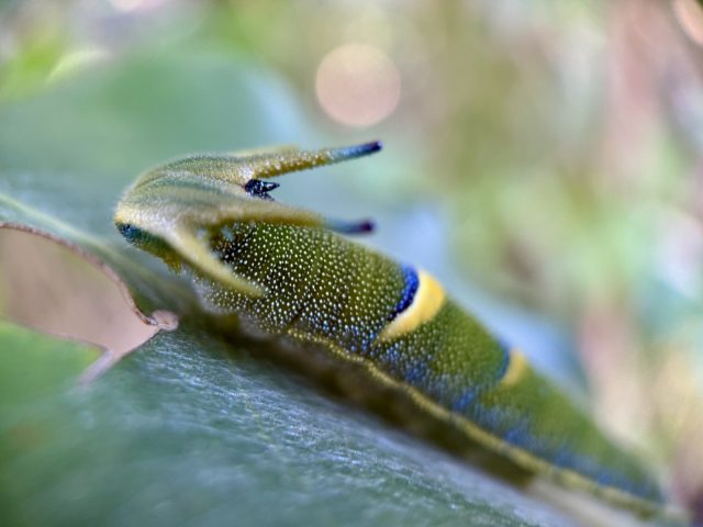 Tailed Emperor (Charaxes semproniusi)