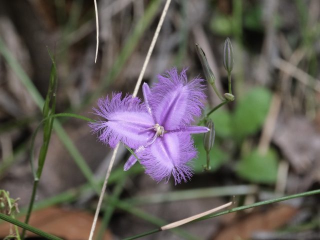 Common Fringe-lily (Thysanotus tuberosus)