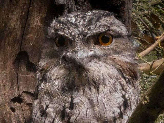 Tawny Frogmouth (Podargus strigoides)