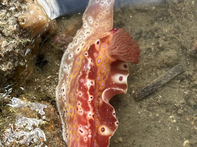 Short-tailed Ceratosoma (Ceratosoma brevicaudatum)