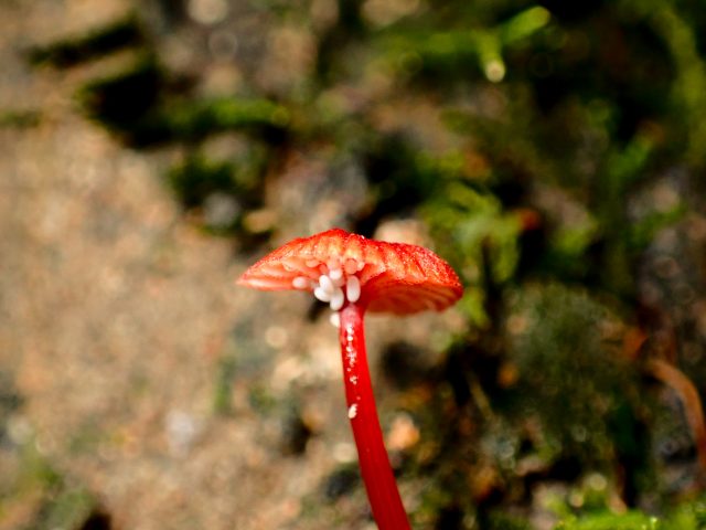 Ruby Bonnet (Cruentomycena viscidocruenta)