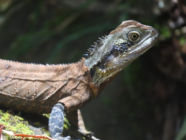 Water Dragon (Intellagama lesueurii)