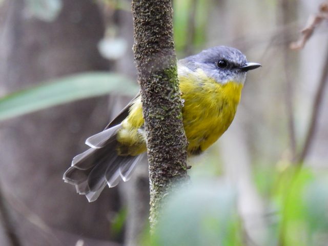 Eastern Yellow Robin (Eopsaltria (Eopsaltria) australis)