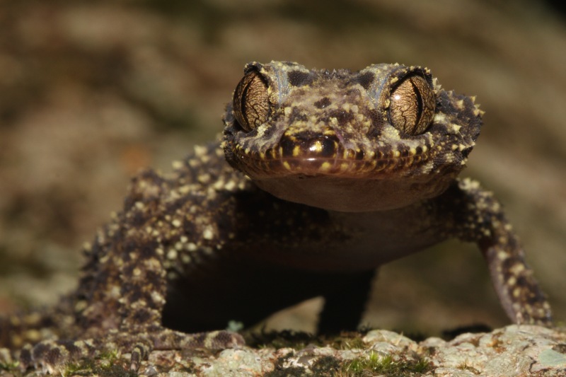 close up of a gecko with large golden eyes, and mottled yellow and brown body