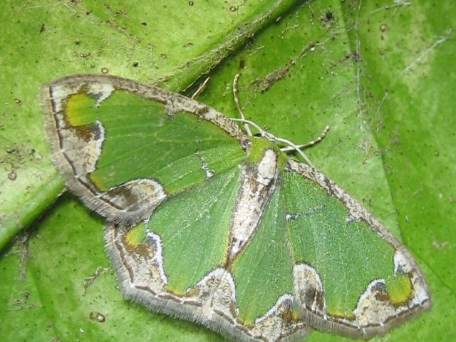 Geometer Moth (Eucyclodes insperata)