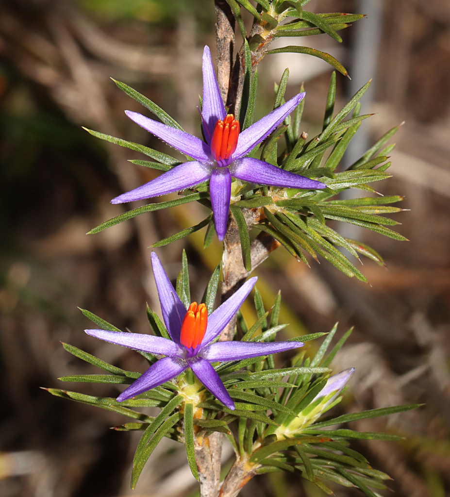 close up of two orchid flowers on a single plant. The flowers have six purple long pointed petals, and the centre of each flower is orange 