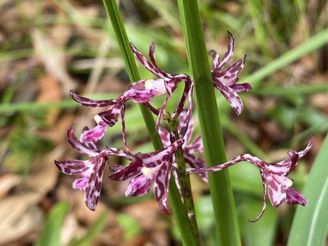 Blotched Hyacinth-orchid (Dipodium variegatum)