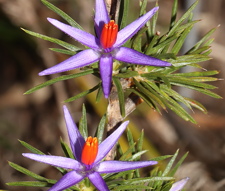 close up of two orchid flowers on a single plant. The flowers have six purple long pointed petals, and the centre of each flower is orange