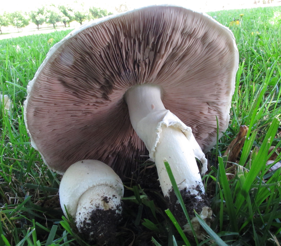 Backyard Mushrooms: What They Are Why They're Growing There, 44% OFF
