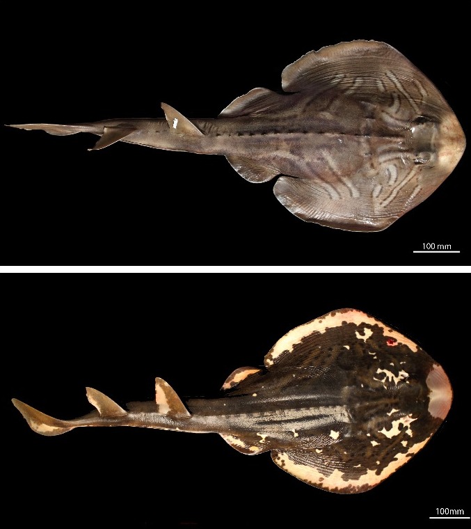 The South Australian Museum and the Fiddler Rays: A taxonomic riddler ...